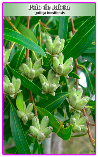 Semillas De Palo De Jabón (quillaja Brasiliensis)