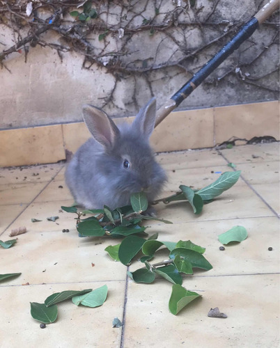 Conejitos En Adopción