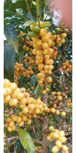 Venta Finca 14 Ha, Boconó Edo. Trujillo, Venezuela