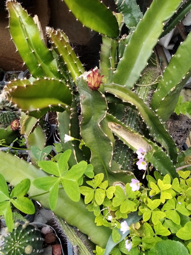Docena De Esquejes De Pitahaya (Usado)