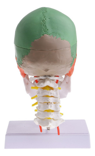 1:1 Colorido Modelo De Cabeza Humana Cráneo Con Vértebra