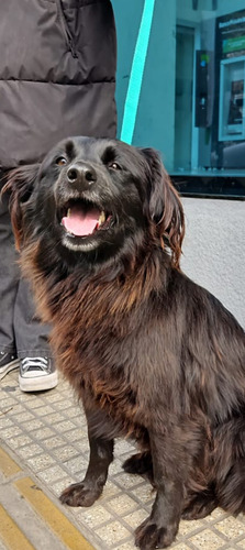 Enzo, Pequeño, 3 Añitos, Un Lanudo Precioso !!! Adopcion !!
