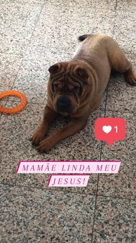 Filhote De Shar Pei