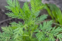 Comprar 200 Semillas Organicas De Artemisia Annua - Ajenjo + Regalo