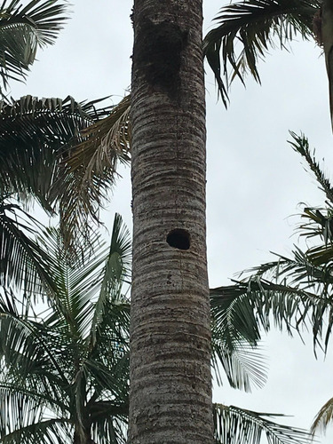 Imagem 5 de 8 de Chácara Com 5.518,62 M² Em Santo Antônio De Posse