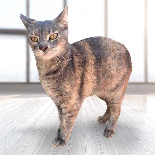 Gata Carey Pastel En Adopcion Responsable