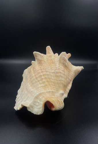 4 Caracolas De Mar Ceremonial, Con Perforacion Para Sonido