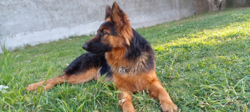 Imagen 9 de 10 de Hermosos Cachorros Pastor Aleman