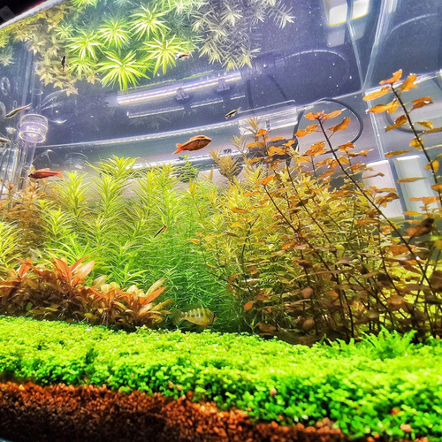 Luminária Led 8 Cores Para Aquário Plantado C/ 1,60m Luzes 05brancos 6.500k 02ledgrow 01azul 220v