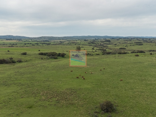 Imagen 7 de 14 de Campo Ganadero 325has Garzón Maldonado