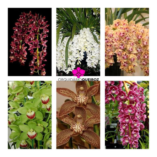 Kit 6 Orquídeas Cymbidium Pendentes Raras Com Identificação