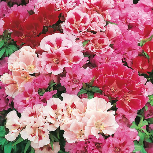 Flor Mini Azaleia Multicolorida Para Vasos 500 Sementes | MercadoLivre