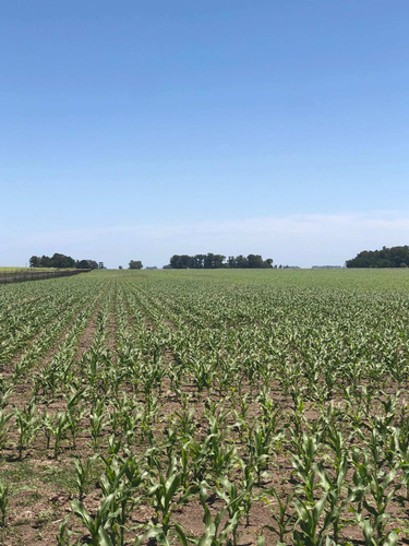 Imagen 10 de 13 de Campo De 170 Hectáreas