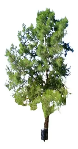 30 Sementes Pinheiro Casuarina Arvore Beira Mar Bonsai | MercadoLivre