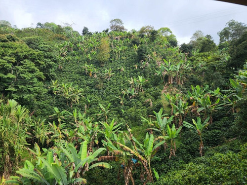 Imagen 19 de 20 de Venta De Finca Cafetera En Jericó Antioquia