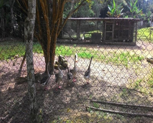 Imagem 23 de 30 de Chacara - Ch00076 - 32820346