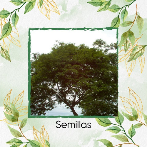 100 Semillas De Árbol Yopo Café 