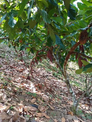 Vendo Finca En Yolombo Antioquia