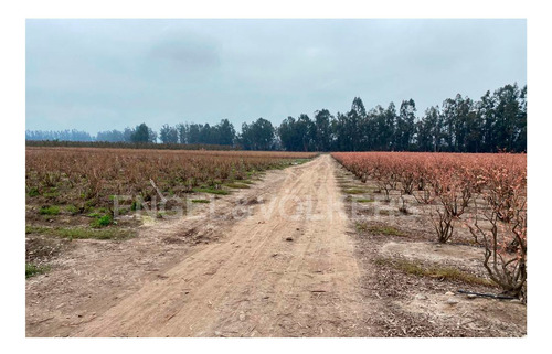 Imagen 7 de 11 de Campo En Chimbarongo