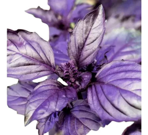 Albahaca Morada Semillas Y A