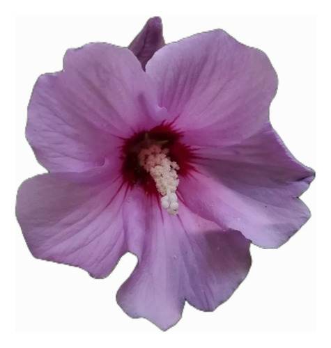 Rosa China Hibiscus Syriacus Envase -15 Litros-