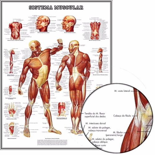 Poster Músculos 65x100cm Fisioterapia Enfeite Para Casa Sala
