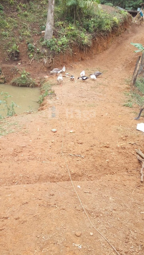 Imagem 30 de 30 de Chácara Rural A Venda Em Ilhota/sc - 1684c
