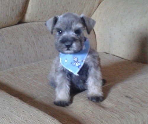 Hermosos  Schnauzer Minitoy Originales 