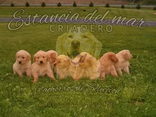 Golden Cachorros Puros 100%, Este Valor Implica Pureza Real