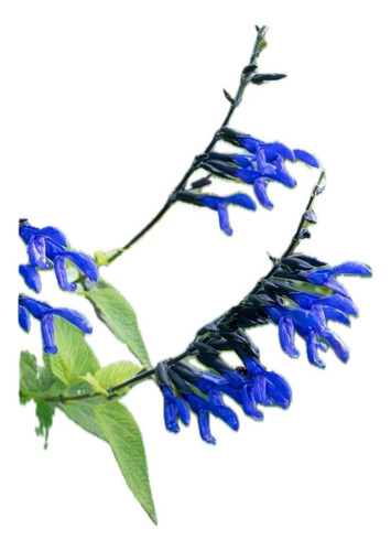 Planta Salvia Azul - Nativa - Ideal P/atraer Colibríes Azul