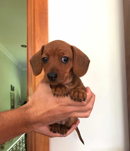 Hermosos Cachorros Salchichas Mini