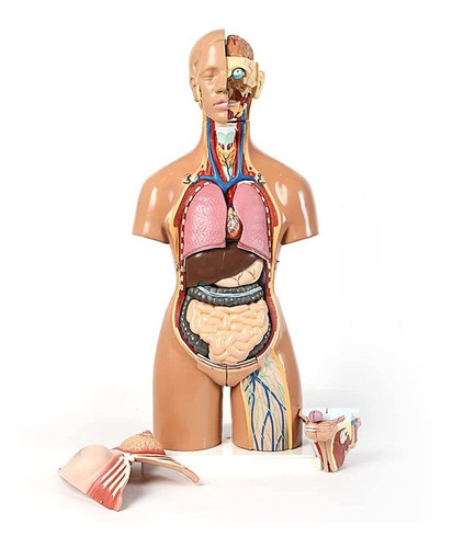 Modelo Torso Anatomia Humana Cuerpo Humano 21,65  Montaje 21