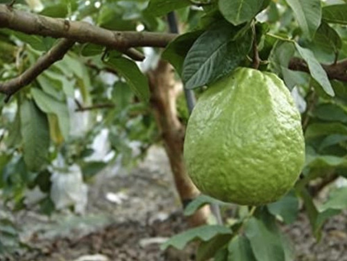 Kit 50 Semillas De Limon Persa Y 150 De Guayaba Criolla