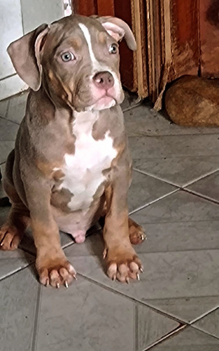 Cachorro American Bully