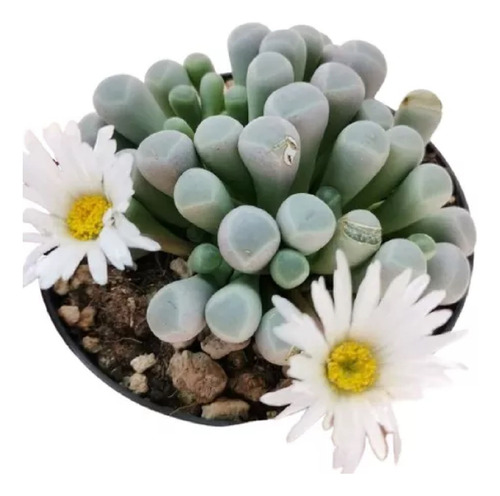 Frenestraria Aurantiaca Suculenta Africana Lithops Cactus