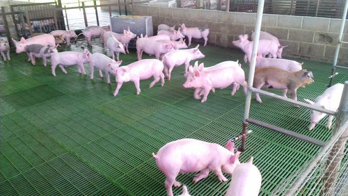 Imagen 3 de 14 de Venta De Finca Porcina En Produccion Para Inversionistas