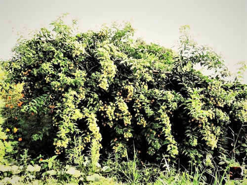 Ora Pro Nobis - (pereskia Aculeata) 12 Estacas+brinde
