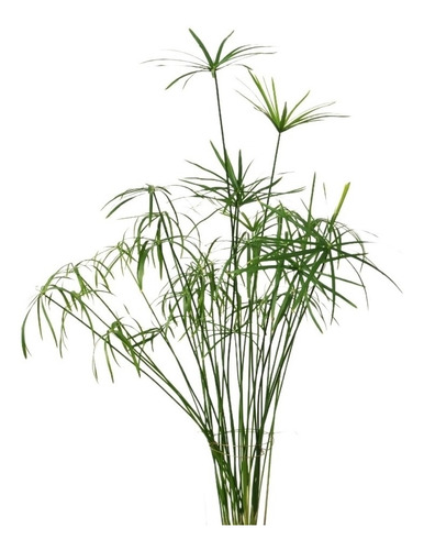 3 Papiros Piraguita (cyperus Alternifolius) Planta Natural