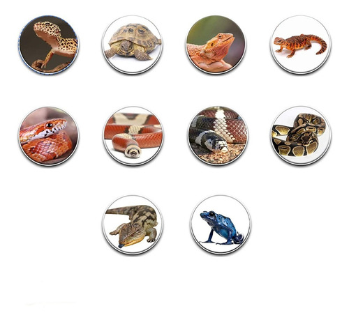 Imagen 4 de 9 de Terrario Reptiles Insectos Exo Terra Small Wide 45 X 45 X 45