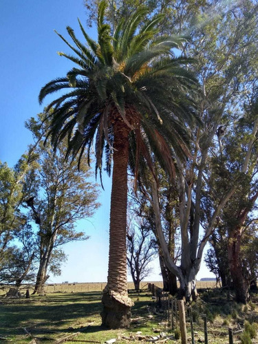 Vendo Campo De 226 Ha