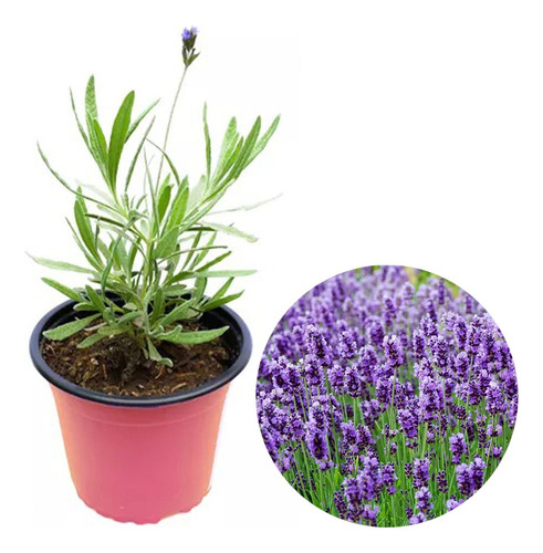 Planta Planta De Lavanda Se Seca