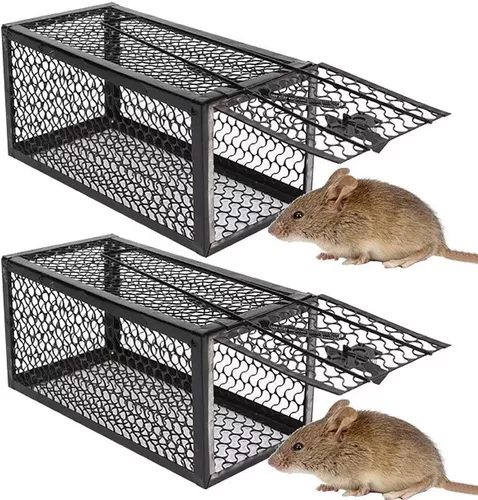 Ratones atrapados en una jaula de trampa. dentro de trampas para ratas.