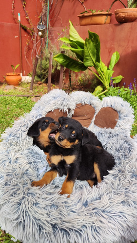 Rottweiler Hembra Y Macho