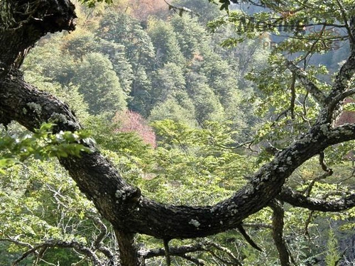 Espectacular 10.838m2 Reserva Privada La Invernada Curico