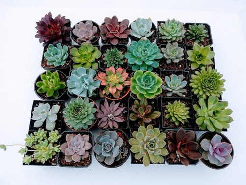 Imagen 7 de 10 de Echeverias 15 Pzas Diferentes Envio Dhl