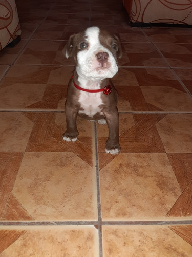 Se Vende Cachorra Pit Bull 