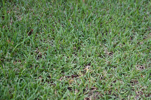 Semillas Pasto San Agustín ( Stenotaphrum Secundatum )