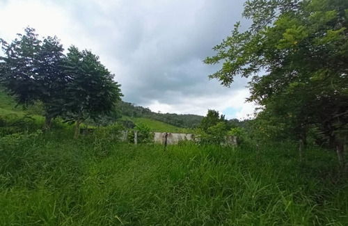 Imagen 11 de 30 de Vendo Finca En Tocuyito Vía Cachinche ( Dt )