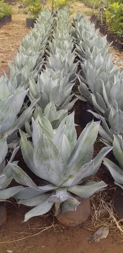 Agave Azul Linda Muda Para Jardim