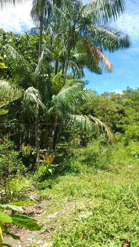 Vendo Lotes De Terreno Em Cotijuba Belém Pará